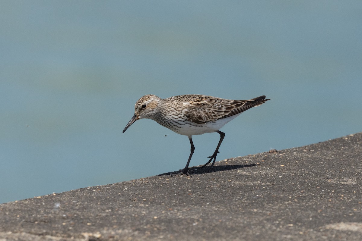 White-rumped Sandpiper - Keith Bowers