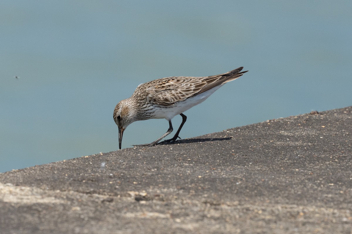 White-rumped Sandpiper - Keith Bowers