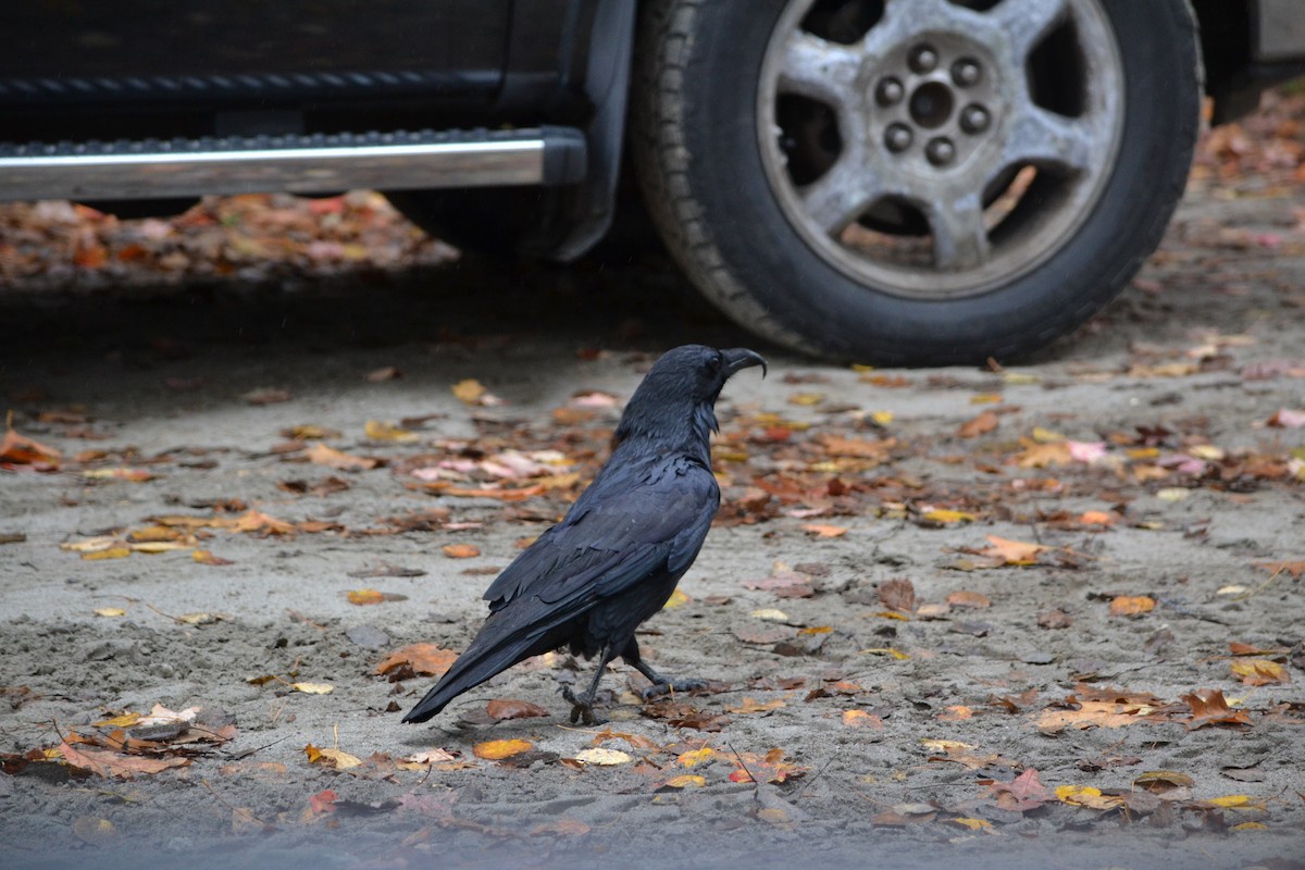 Common Raven - Sarah Bonnett