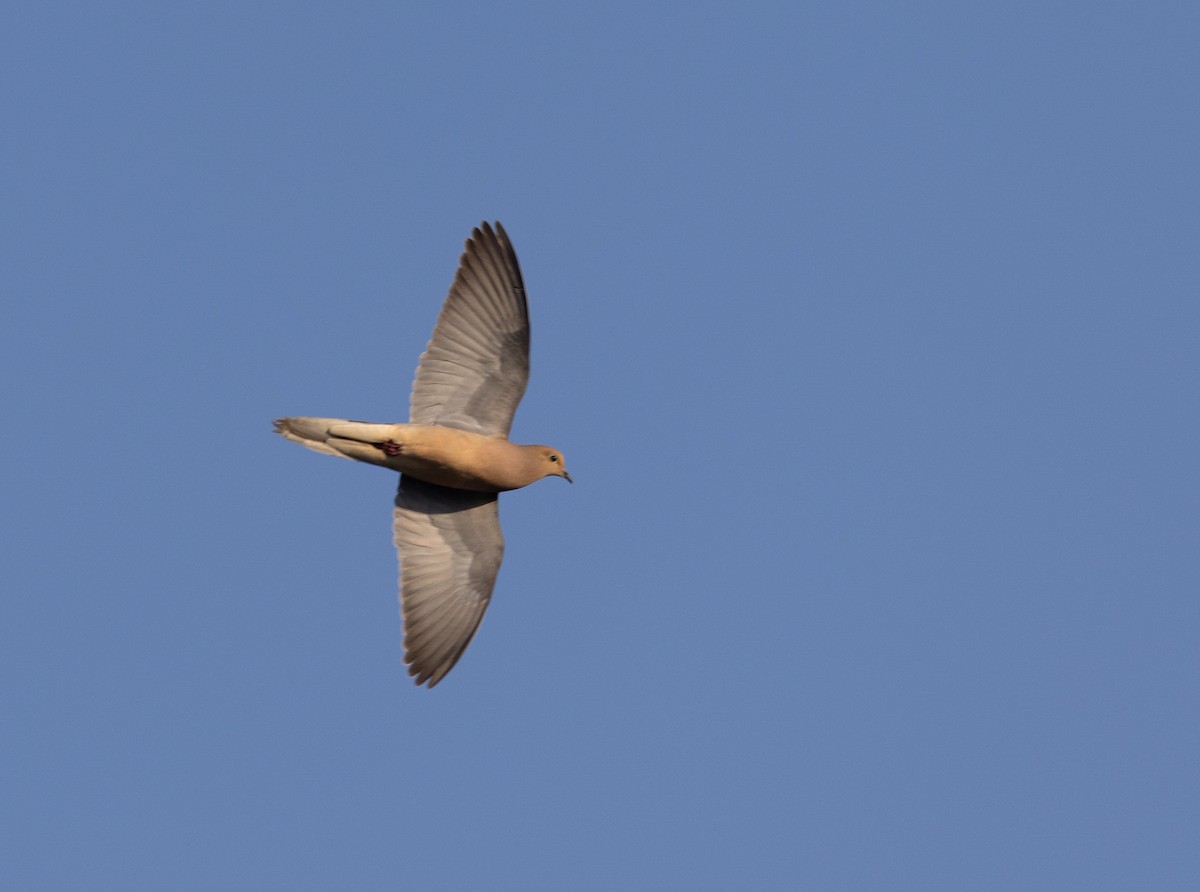 Mourning Dove - Corey Husic