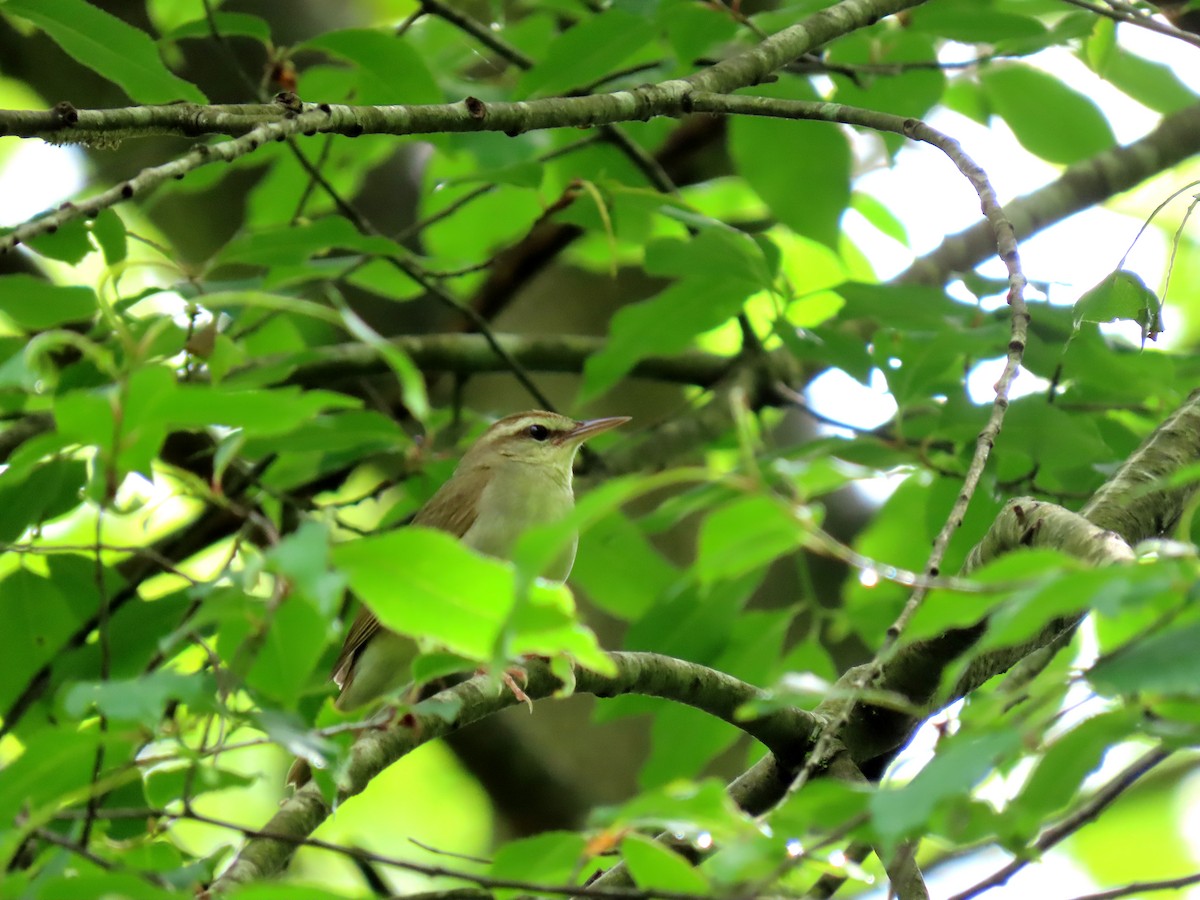 Swainson's Warbler - ML619263050