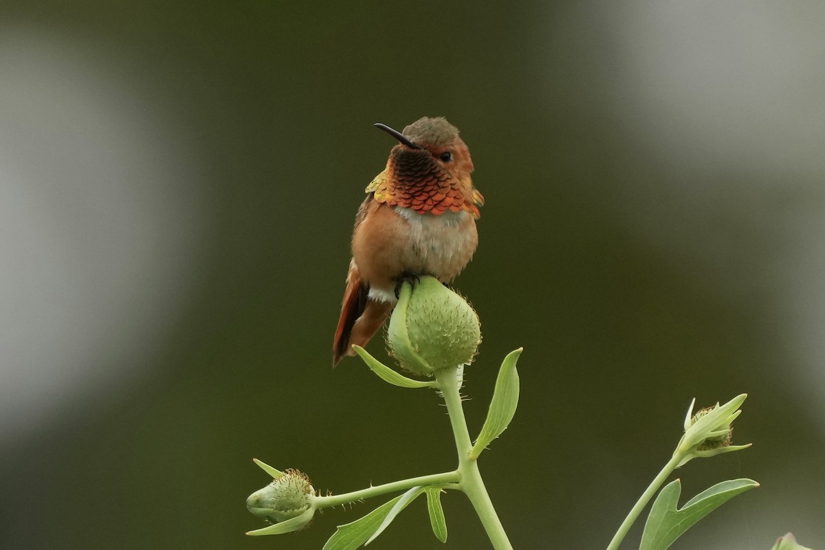 Allen's Hummingbird - Tom Cassaro