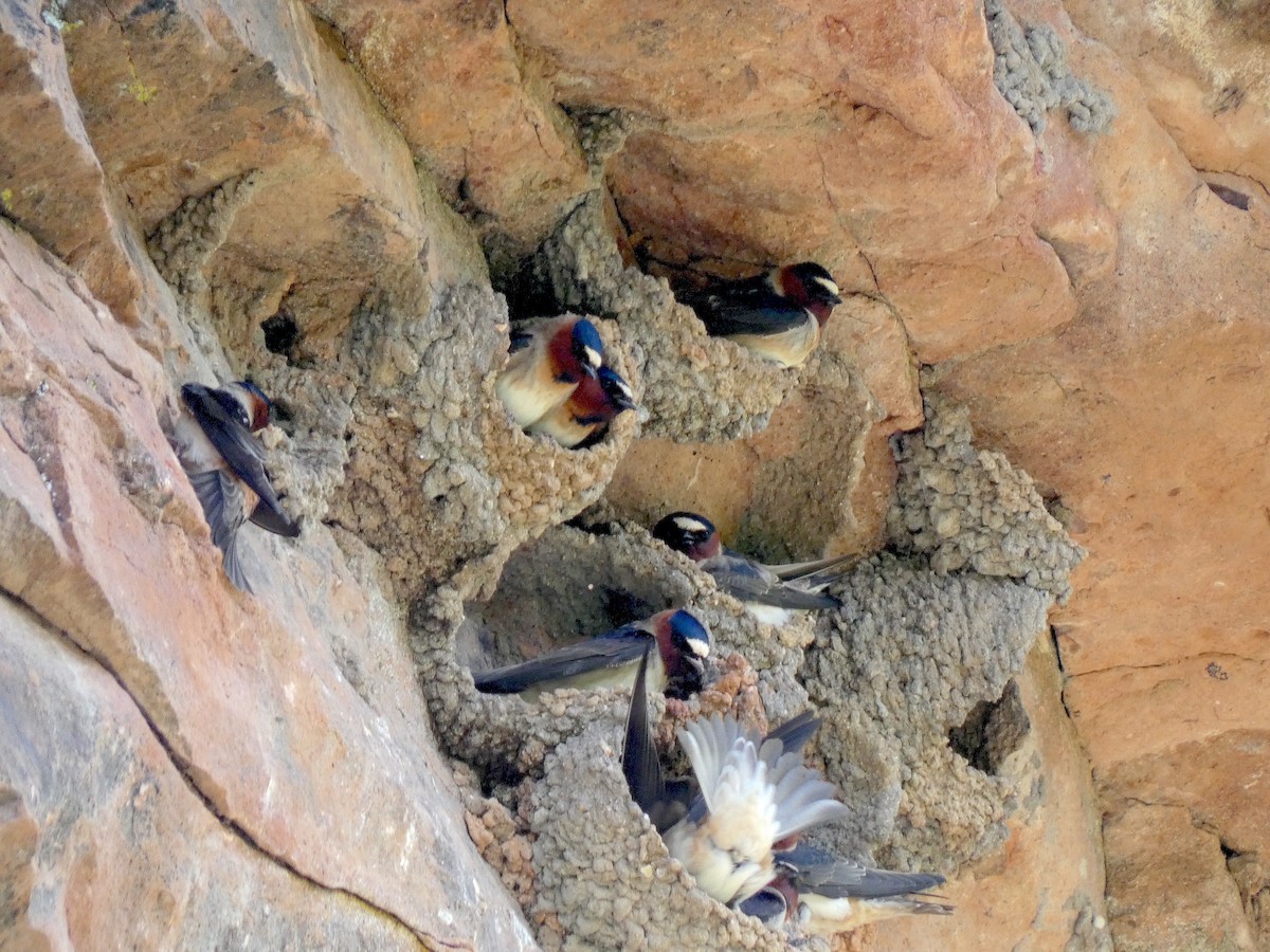 Cliff Swallow - Meredith Cohen