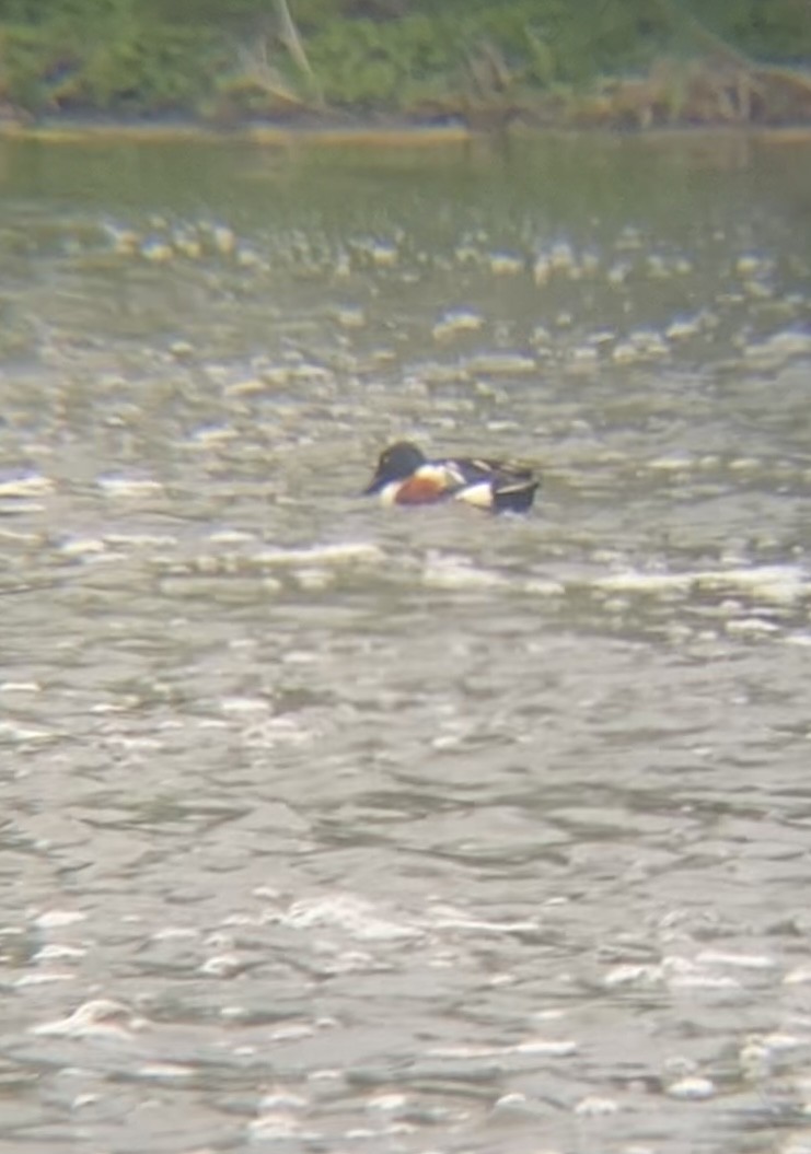 Northern Shoveler - Zakary L’Abbé-Larivière