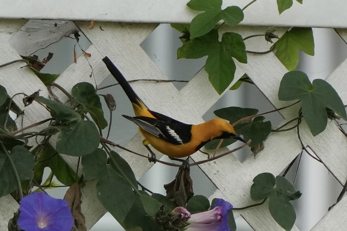 Hooded Oriole - Tom Cassaro