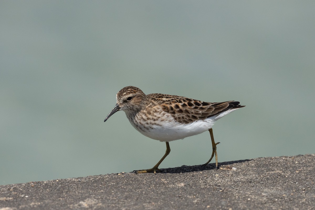Least Sandpiper - Keith Bowers