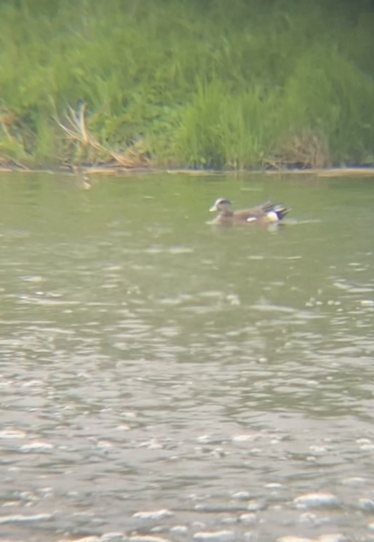 American Wigeon - Zakary L’Abbé-Larivière