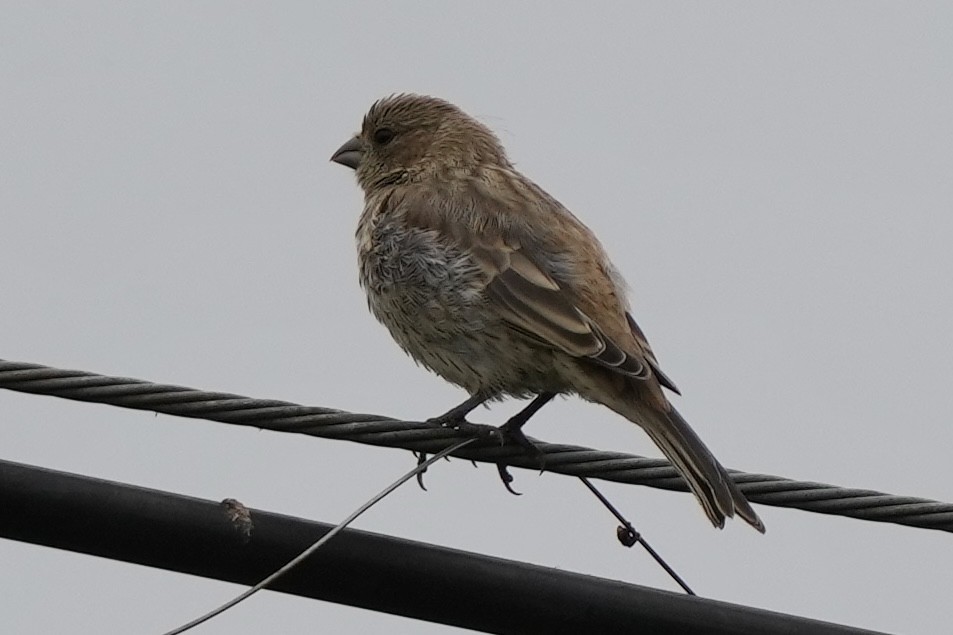 House Finch - Tom Cassaro