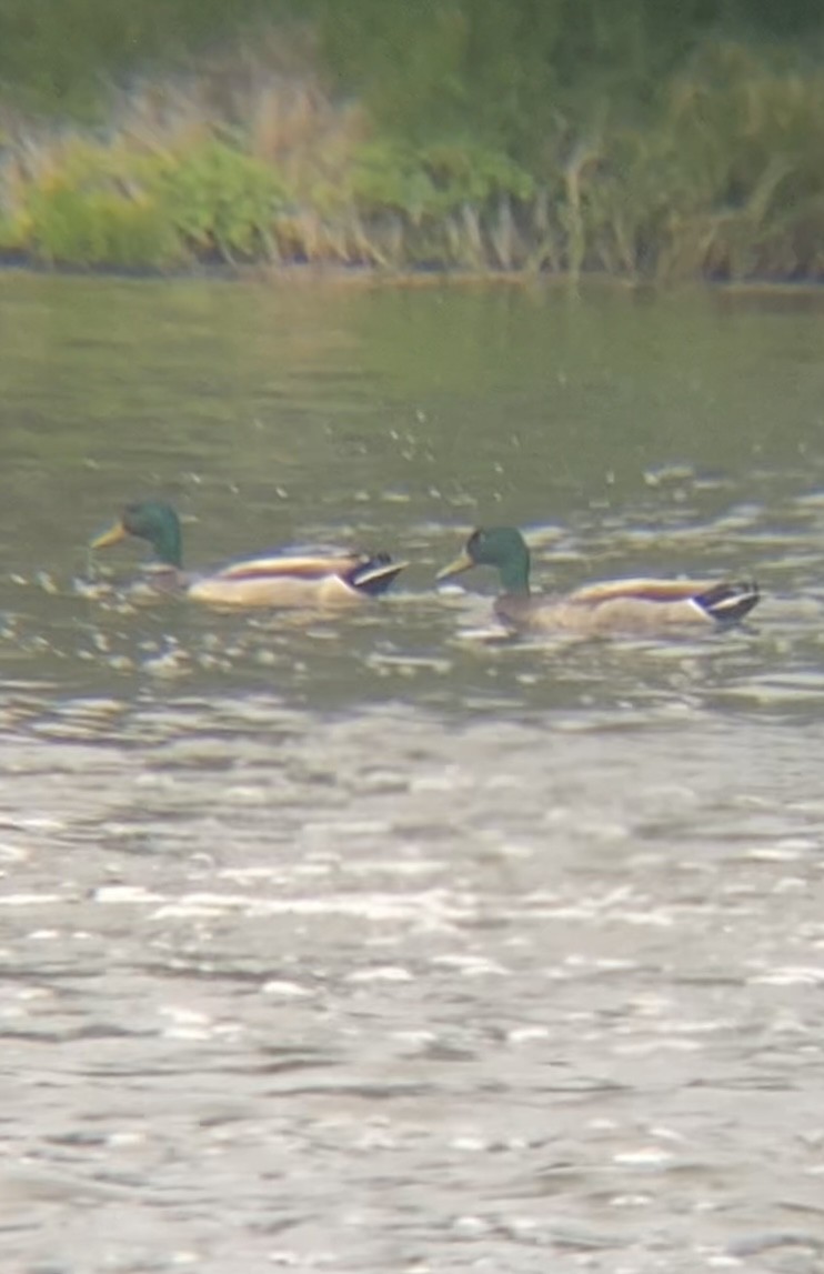 Mallard - Zakary L’Abbé-Larivière