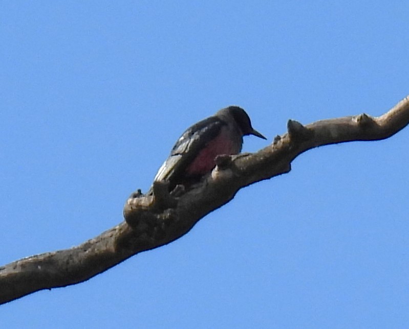 Lewis's Woodpecker - Karen Roll