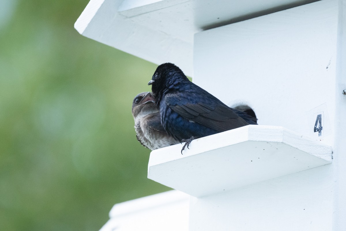 Purple Martin - Keith Bowers