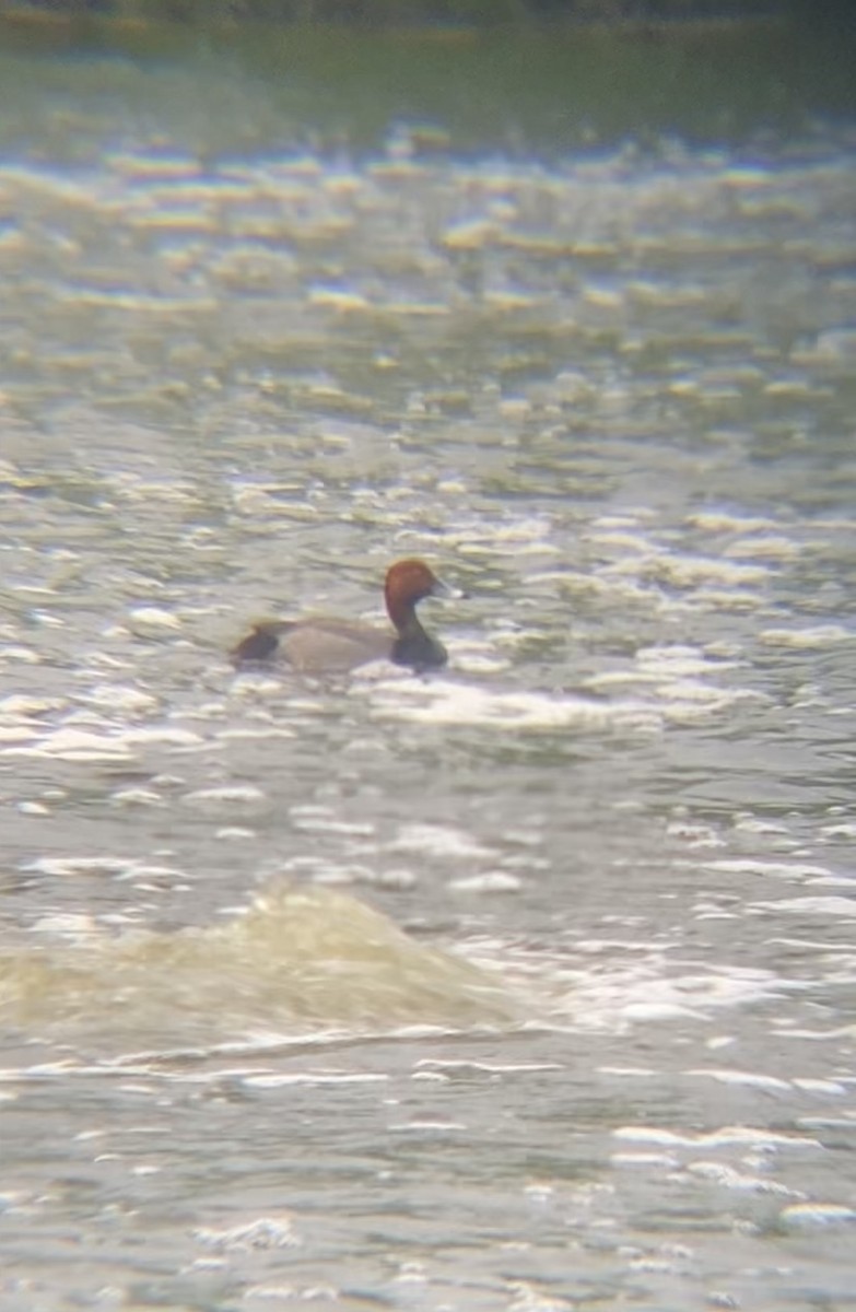 Redhead - Zakary L’Abbé-Larivière