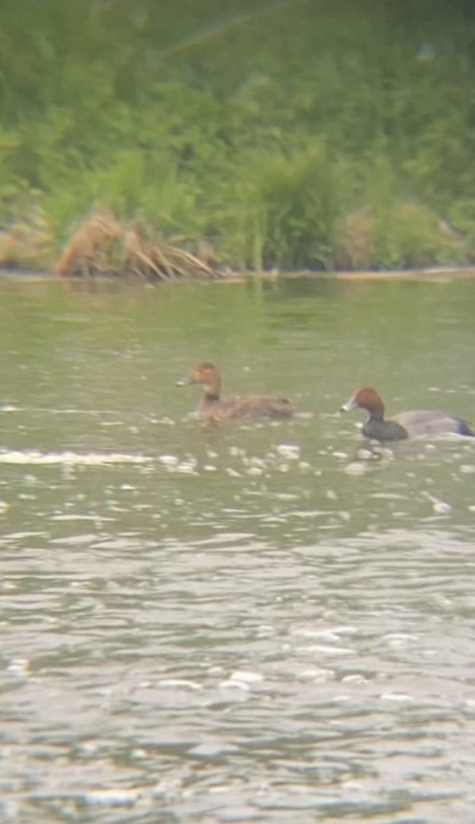 Redhead - Zakary L’Abbé-Larivière