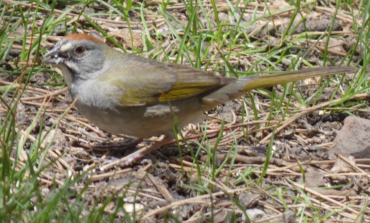 Green-tailed Towhee - Meredith Cohen