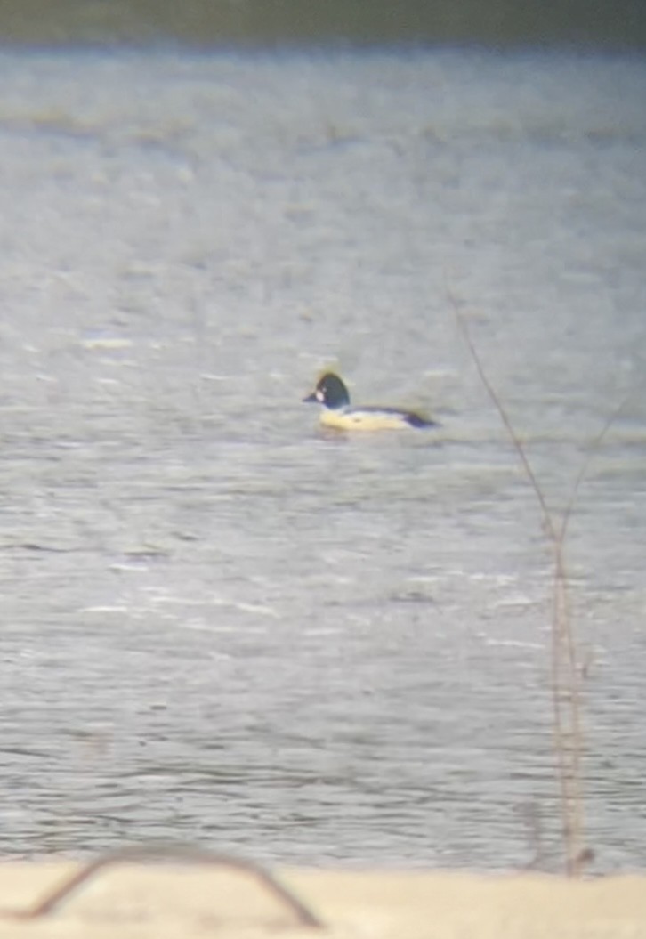 Common Goldeneye - Zakary L’Abbé-Larivière