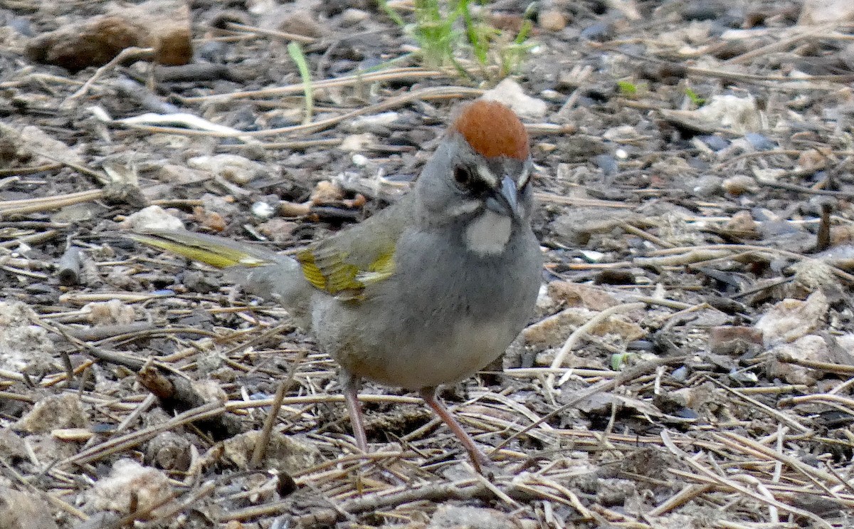 Green-tailed Towhee - Meredith Cohen