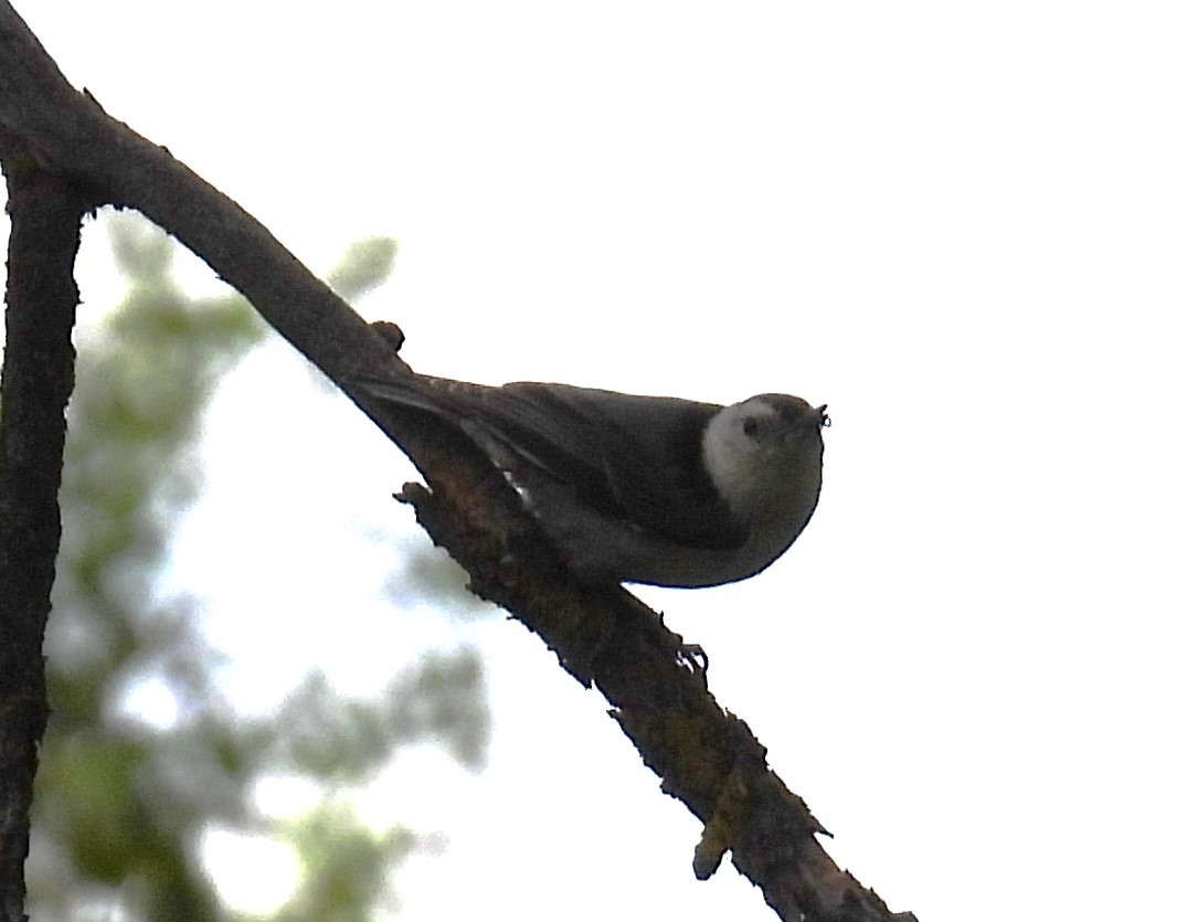 White-breasted Nuthatch - Karen Roll