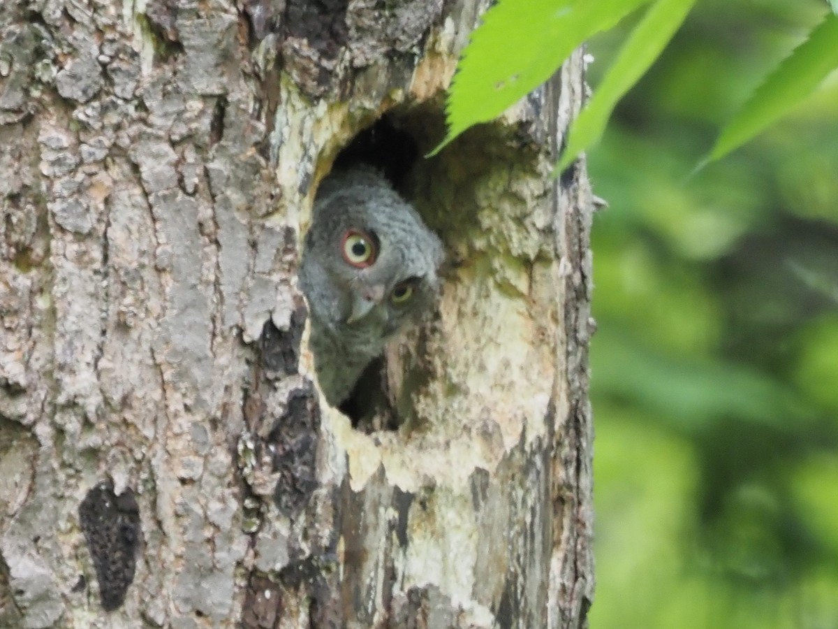 Eastern Screech-Owl - John LeClaire