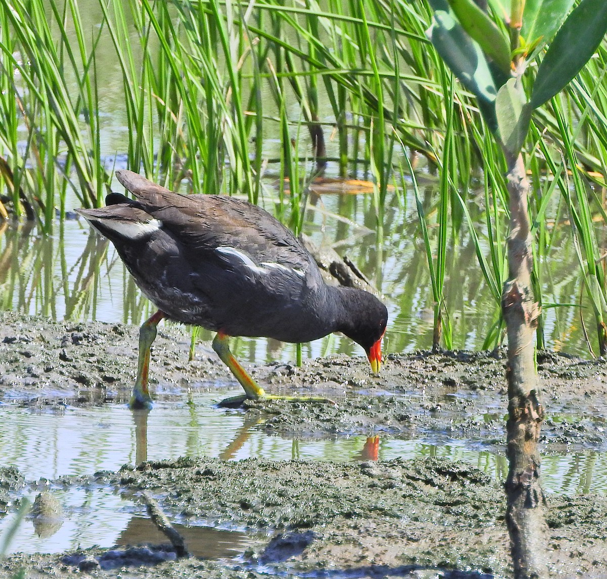 Eurasian Moorhen - Arlango Lee