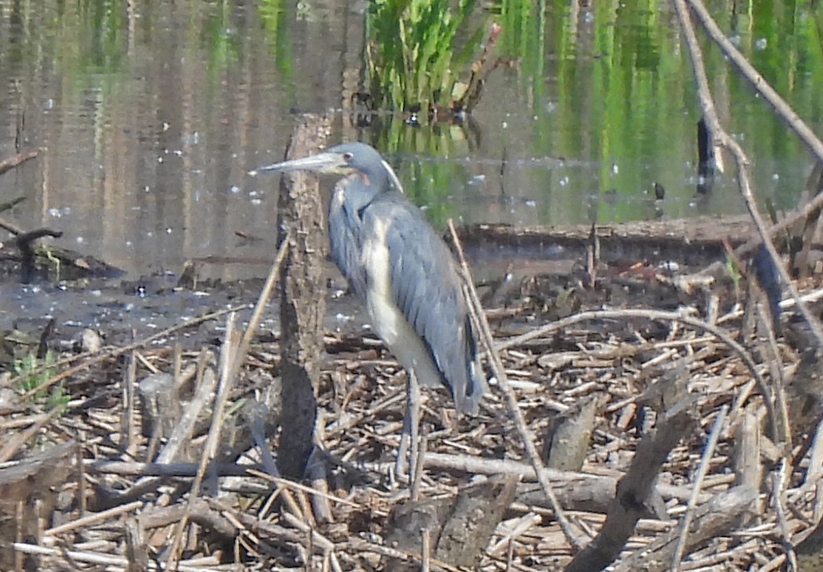 Tricolored Heron - Tracy W  🐦