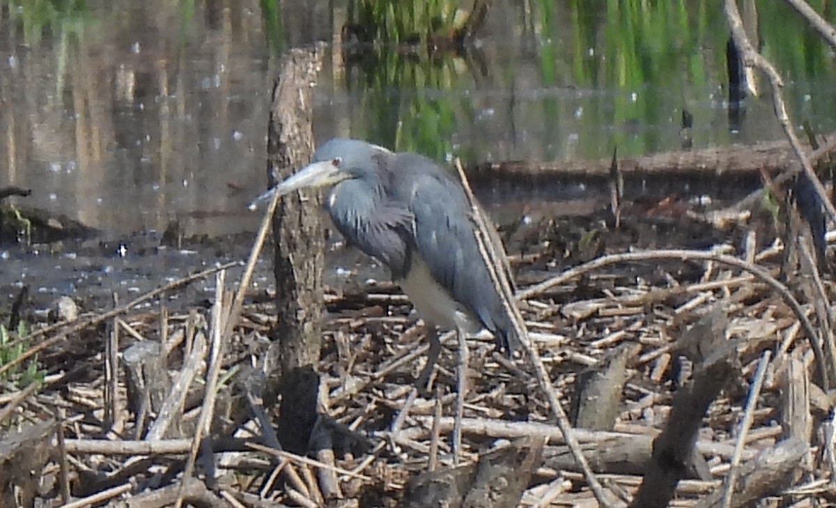 Tricolored Heron - Tracy W  🐦