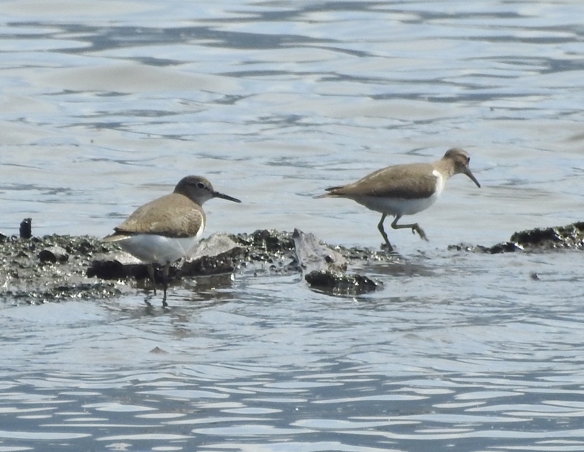 Common Sandpiper - ML619263153