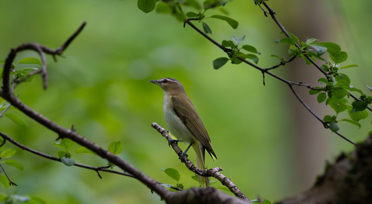 Red-eyed Vireo - Carmen Gumina