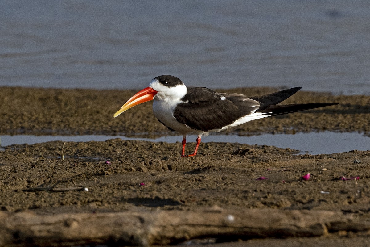 Indian Skimmer - Wachara  Sanguansombat