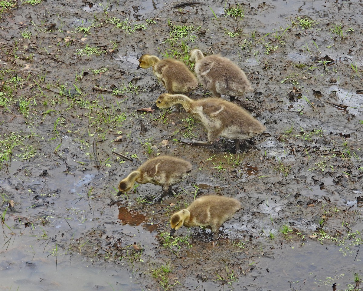 Canada Goose - Aubrey Merrill