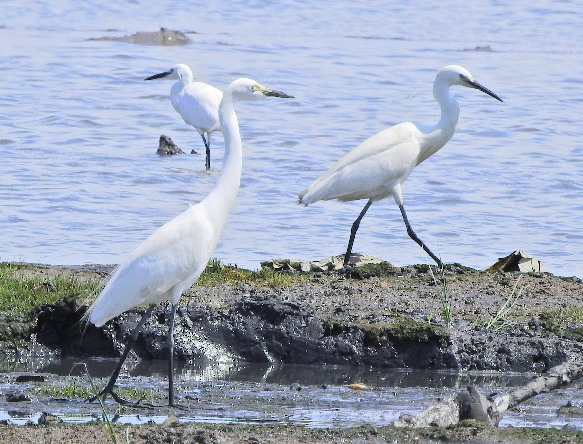 Little Egret (Western) - Arlango Lee