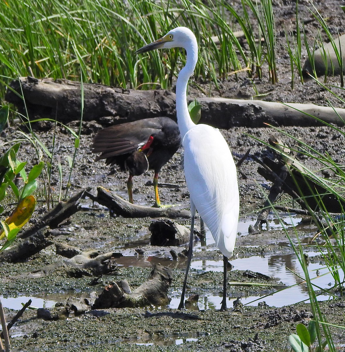 Great Egret (modesta) - Arlango Lee