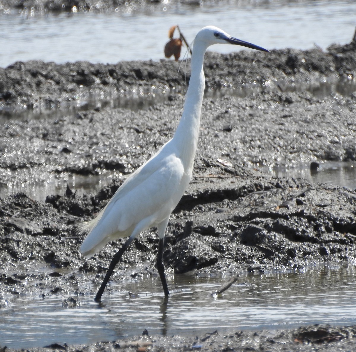 Little Egret (Western) - Arlango Lee