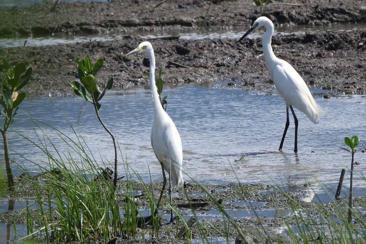 Little Egret (Western) - Arlango Lee