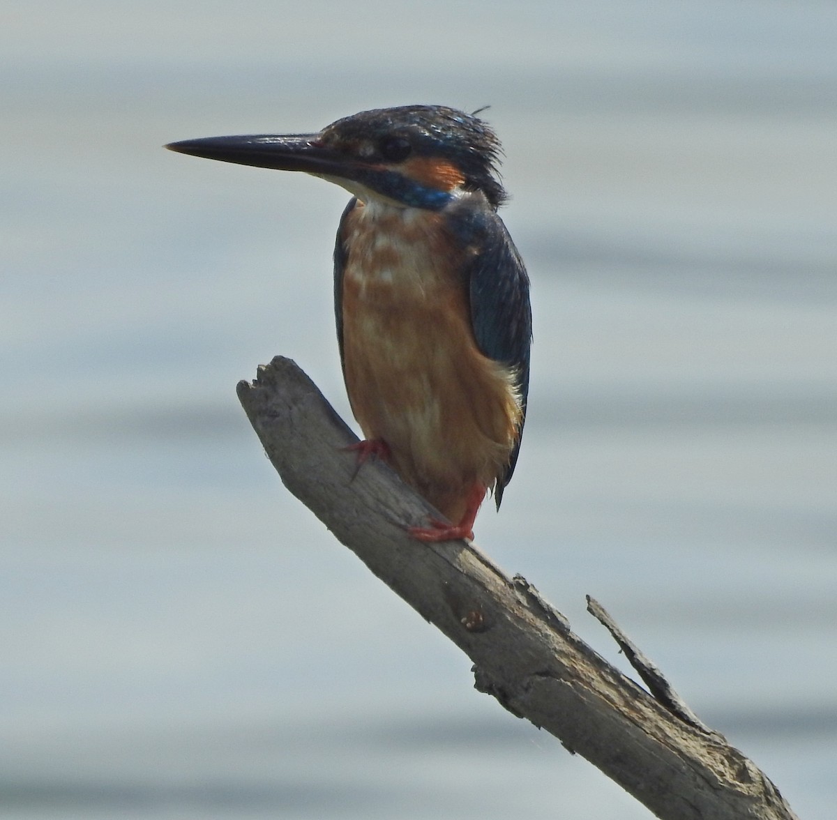 Common Kingfisher - Arlango Lee
