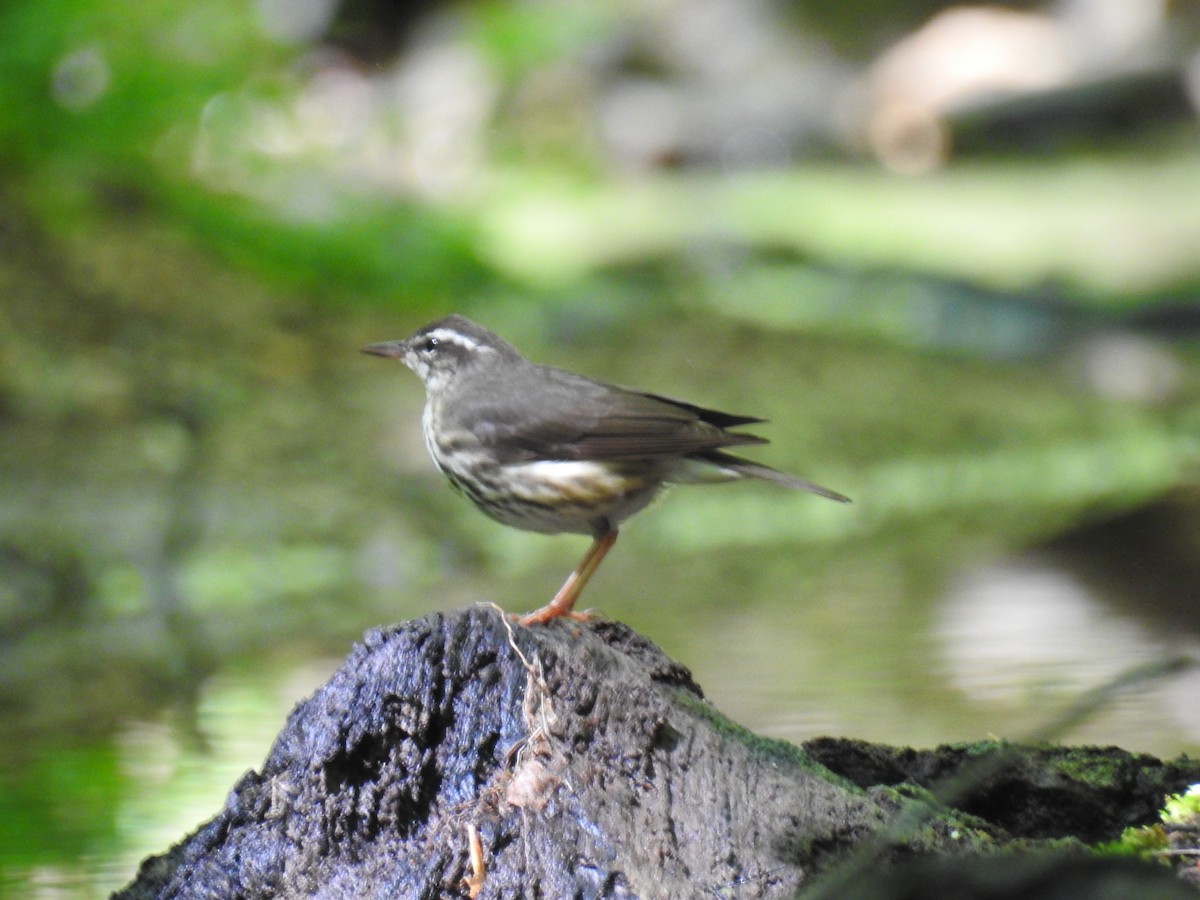 Louisiana Waterthrush - ML619263217