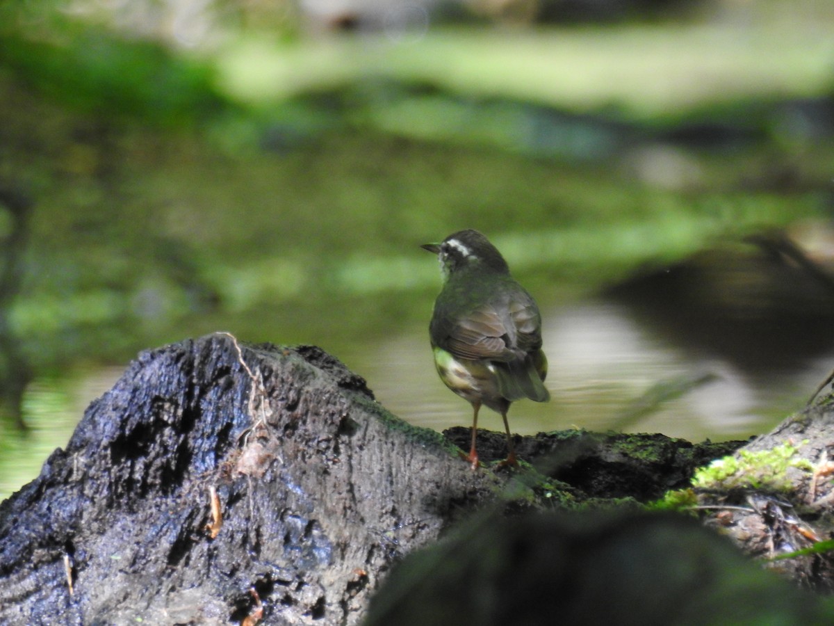 Louisiana Waterthrush - ML619263221