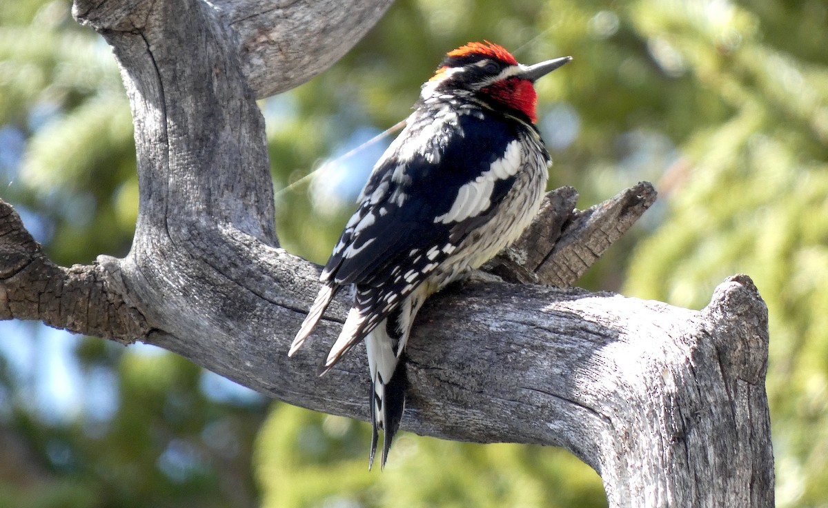 Red-naped Sapsucker - ML619263222