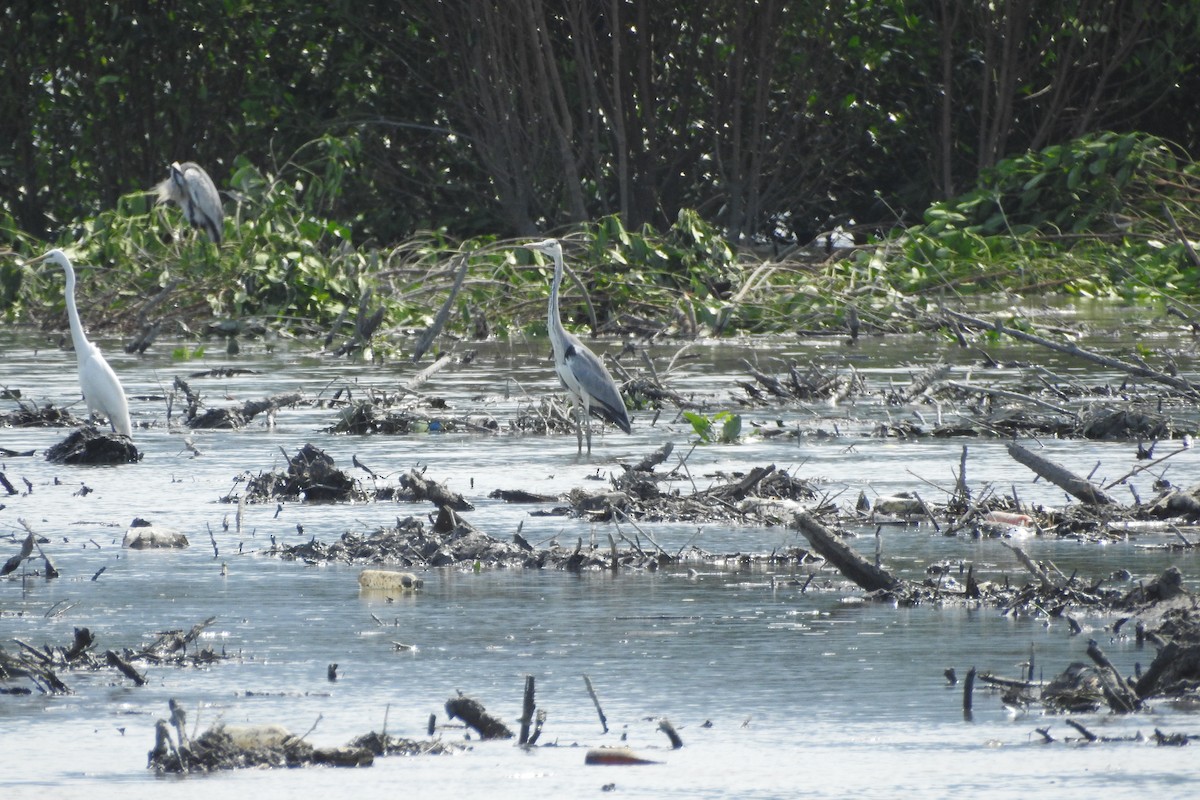 Gray Heron (Gray) - Arlango Lee