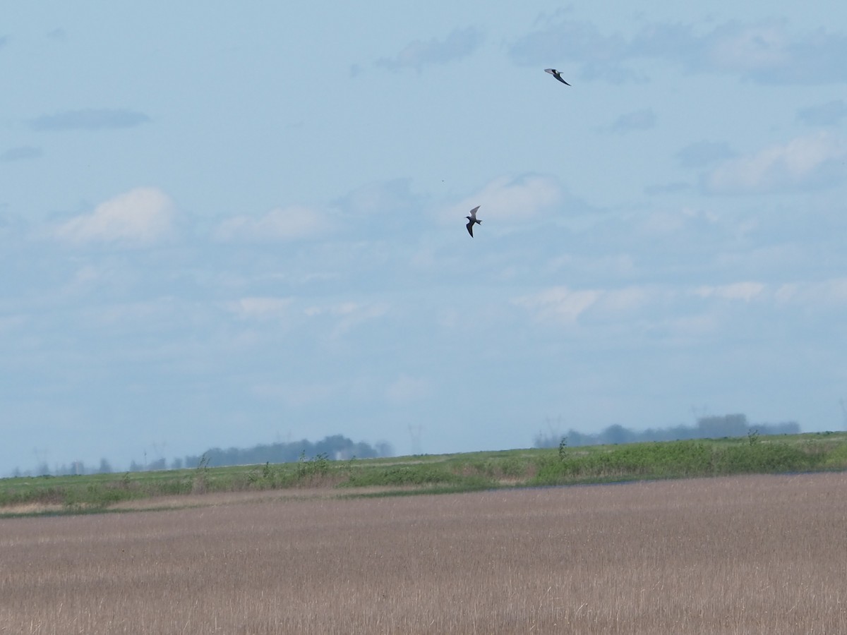 Black Tern - John Hiebert