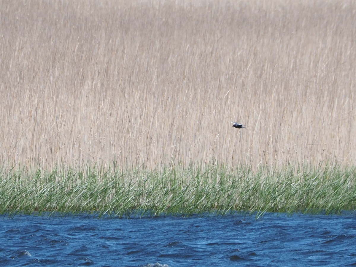 Black Tern - John Hiebert