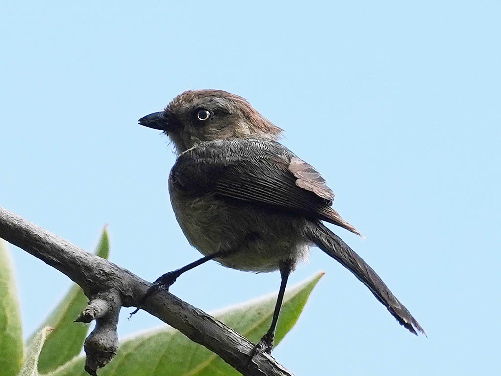 Wrentit - Tom Haglund