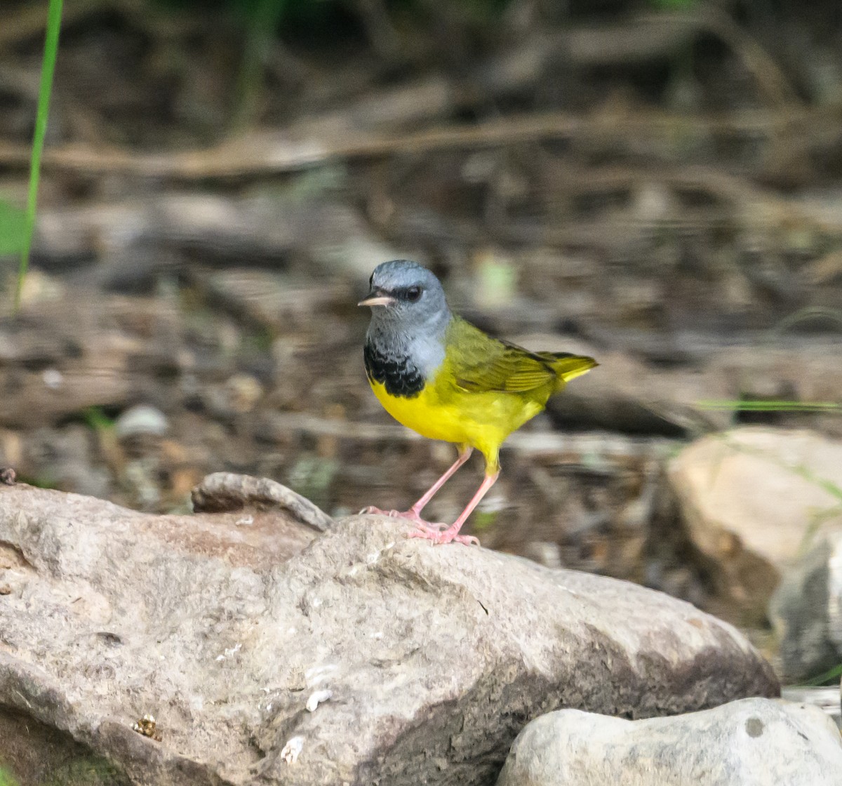 Mourning Warbler - Scott Holt