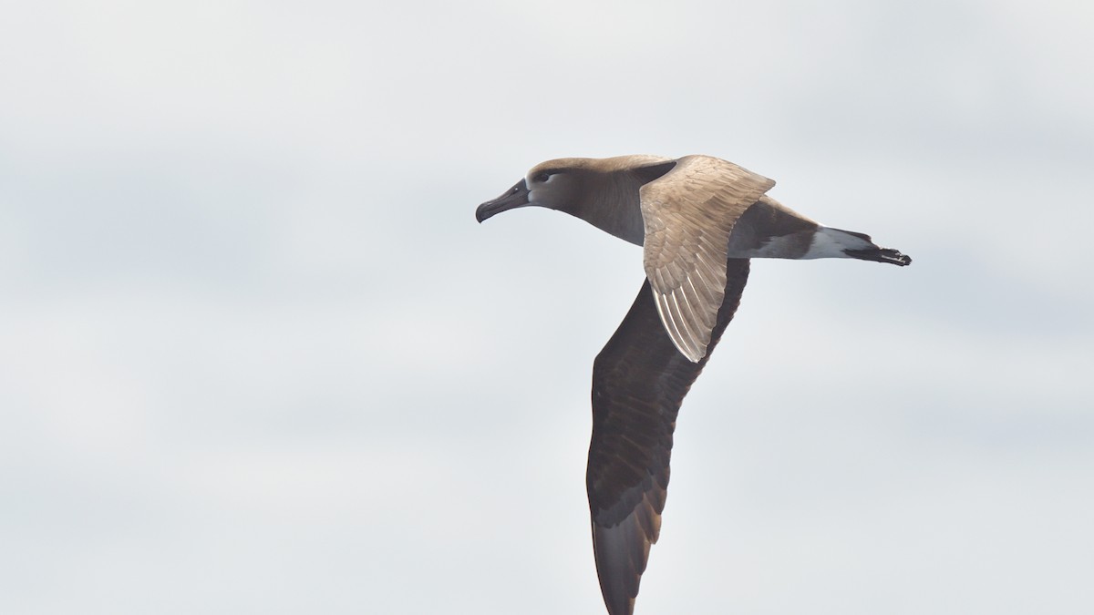 Albatros à pieds noirs - ML619263264