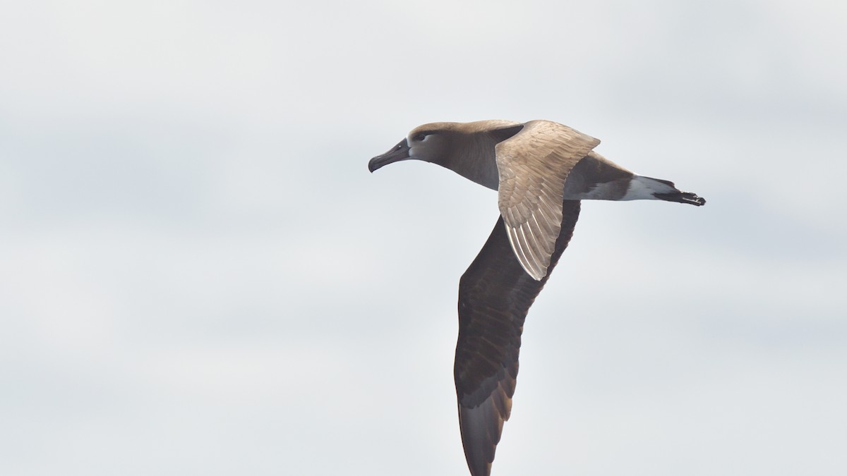 Black-footed Albatross - ML619263264