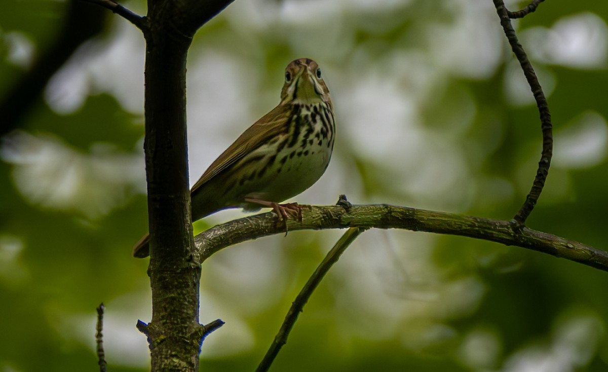 Ovenbird - Carmen Gumina