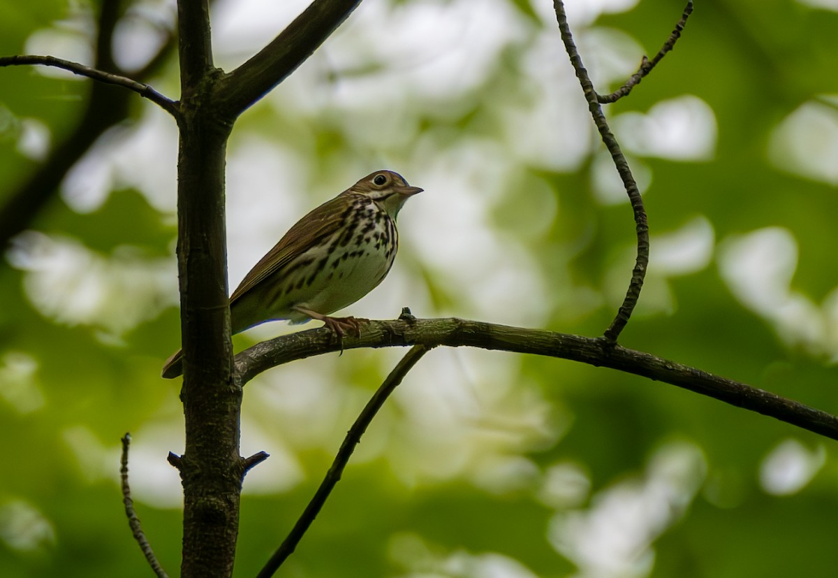 Ovenbird - Carmen Gumina