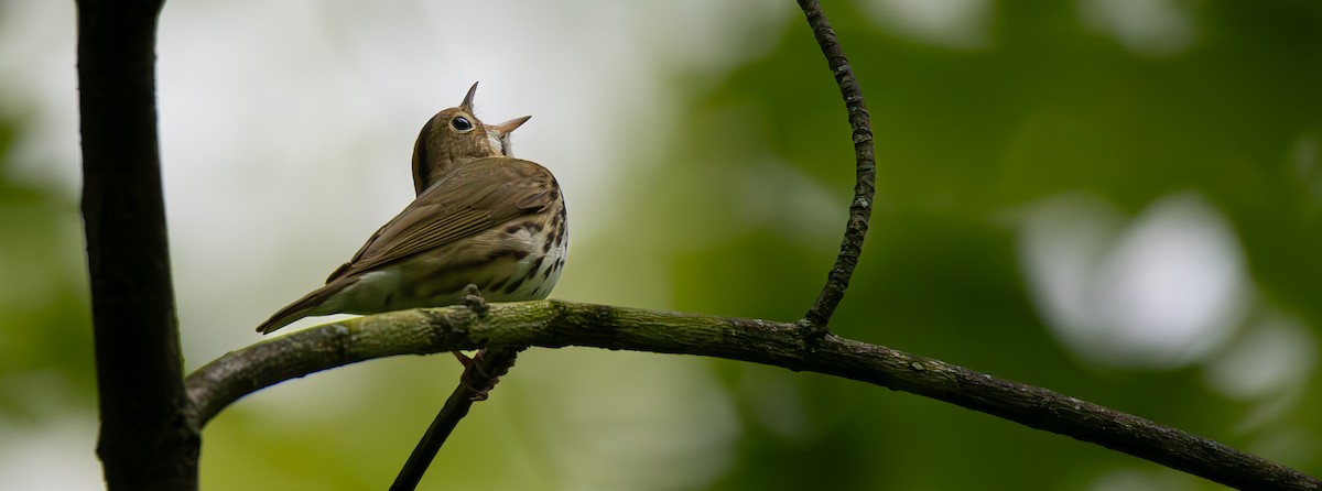 Ovenbird - Carmen Gumina