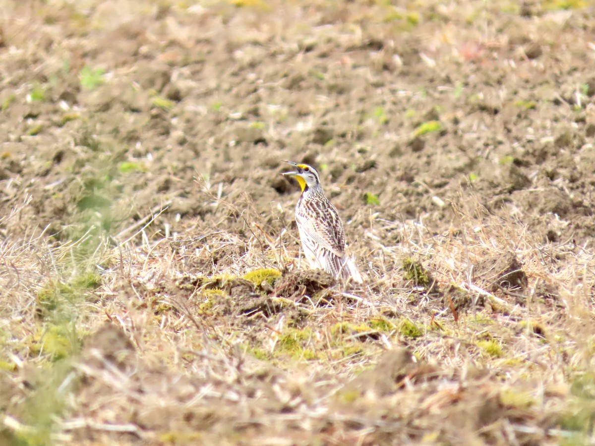 Eastern Meadowlark - Joseph Pumford