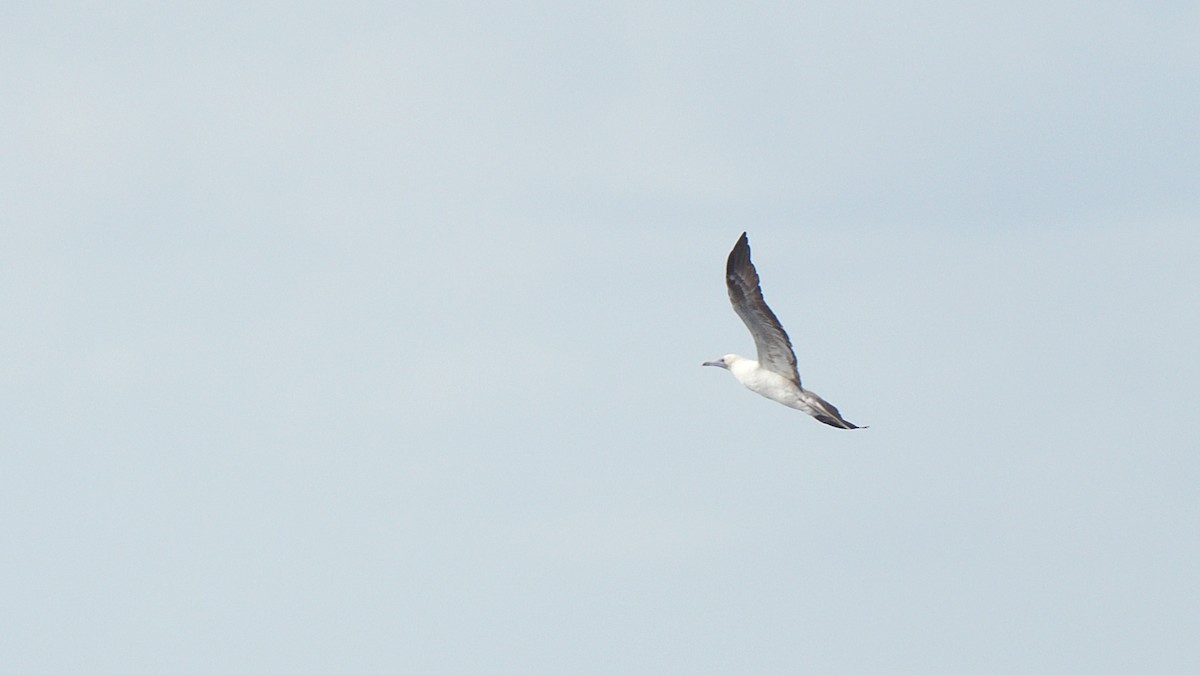 Red-footed Booby - ML619263278