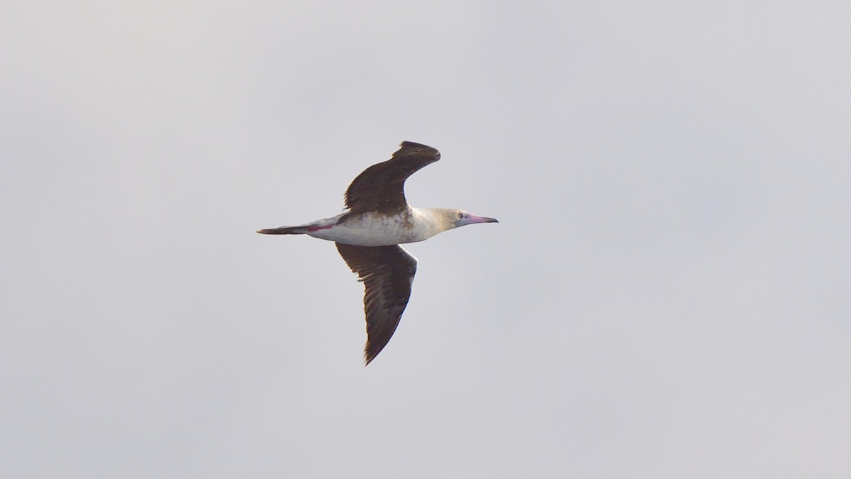 Red-footed Booby - ML619263279